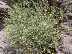 Perityle congesta