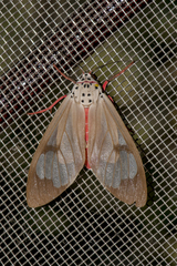 Amerila astreus