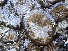 Anthopleura dixoniana