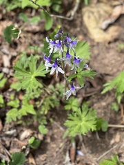 Delphinium tricorne