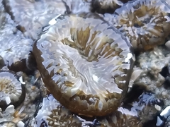 Anthopleura dixoniana