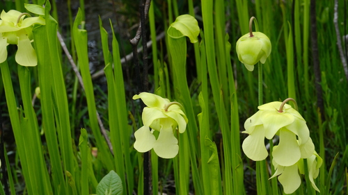 Sarracenia alata