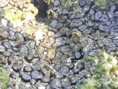 Anthopleura dixoniana