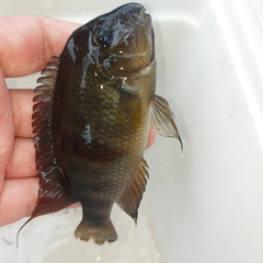 Neetroplus nematopus