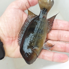 Neetroplus nematopus