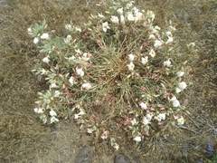 Oenothera cespitosa