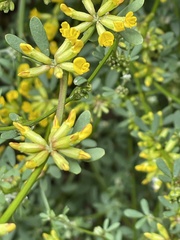 Acmispon junceus junceus