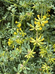 Acmispon junceus junceus