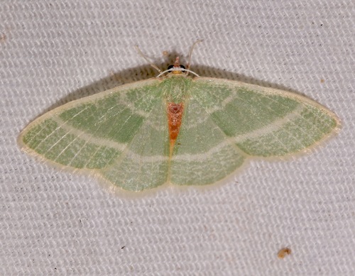 Nemoria arizonaria photo 4