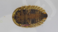 Ectopria nervosa