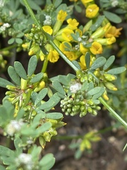 Acmispon junceus junceus