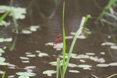 Rhodopygia cardinalis