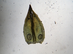 Vinealobryum norrisii