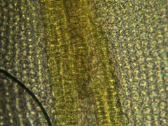 Vinealobryum norrisii