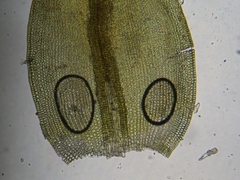 Vinealobryum norrisii