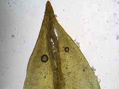 Vinealobryum norrisii