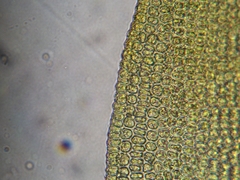 Vinealobryum norrisii