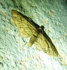Eupithecia columbiata