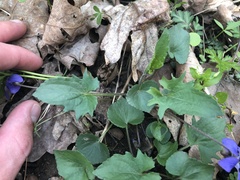 Viola triloba