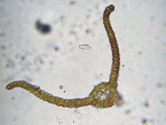 Vinealobryum norrisii