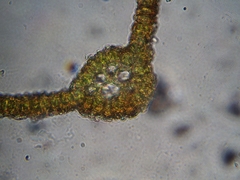 Vinealobryum norrisii