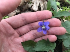 Viola triloba