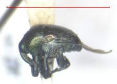 Eurhinus