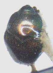 Eurhinus