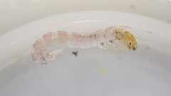 Polycentropus