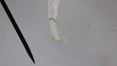 Polycentropus