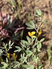 Acmispon dendroideus