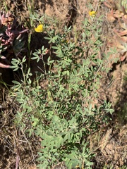 Acmispon dendroideus