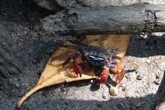 Parasesarma peninsulare