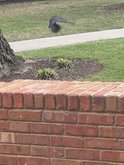 Corvus brachyrhynchos