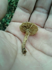 Inocybe dulcamara