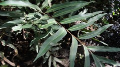 Acrostichum speciosum