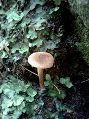 Inocybe dulcamara