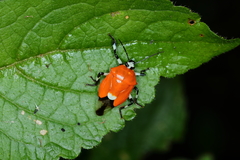 Coryzorhaphis leucocephala