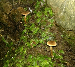 Inocybe dulcamara