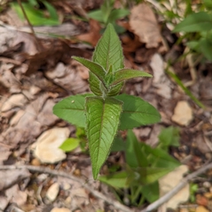 Monarda bradburiana