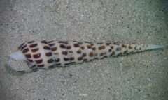 Terebra achates