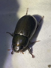 Dyscinetus morator