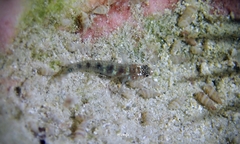 Mitridae