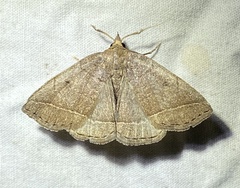 Zanclognatha obscuripennis