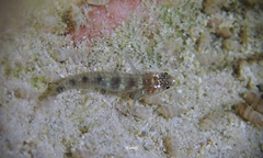 Mitridae