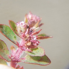 Euphorbia conferta image