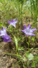 Triteleia bridgesii