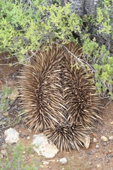Tachyglossus aculeatus multiaculeatus