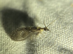 Sympherobius occidentalis