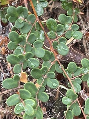 Pellaea andromedifolia